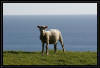 Neuseeland Nordinsel